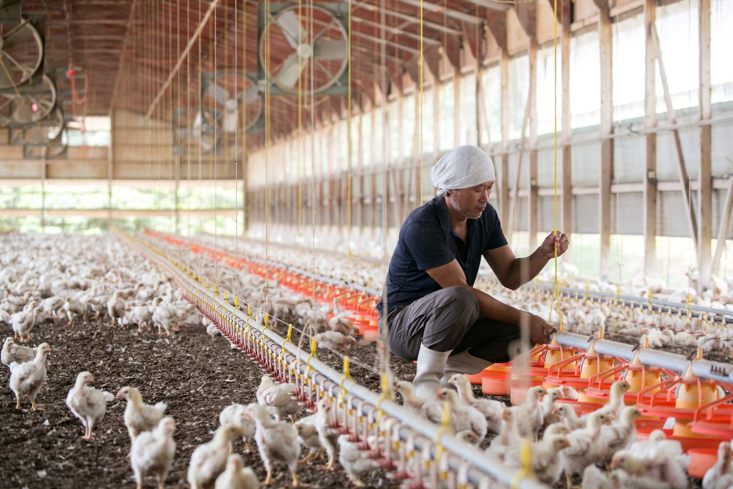 【山口県山口市】抗生物質・抗菌剤無投薬で鶏を育てる